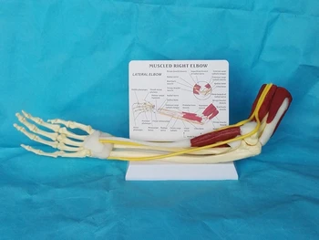 мускулите на горните крайници, стави на ръцете и сухожилията 1: 1 Функционален модел на скелета четка с локтевым бугром, лъчевата кост